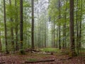 Steigerwald Forest