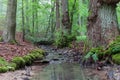 Steigerwald Forrest