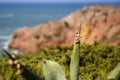 Small snails on an aloe vera plant. Royalty Free Stock Photo