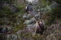 Steinbock. Alpine Ibex Capra ibex,