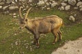 Steinbock. Alpine Ibex Capra ibex.