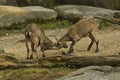 Steinbock. Alpine Ibex Capra ibex.