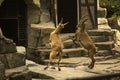 Steinbock. Alpine Ibex (Capra ibex).