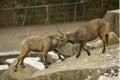 The Steinbock, Alpine Ibex Capra ibex.