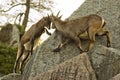 The Steinbock, Alpine Ibex Capra ibex.