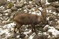 The Steinbock. Alpine Ibex Capra ibex.