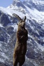 Steinbock on Gran Paradiso Royalty Free Stock Photo