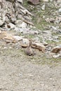 A steinbock in mountain