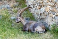 Steinbock is resting on mountain slope