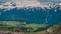 Steinbocks in the Julian alps