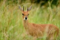 Steinbok in the wilderness Royalty Free Stock Photo