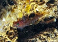 Steinitz\'s goby - Gammogobius steinitzi (Perciformes, Gobiidae), rare species of goby from Crimea, Tarkhankut
