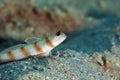 Steinitz' shrimpgoby