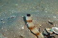 Steinitz' shrimpgoby