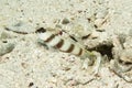 Steinitz shrimpgoby with shrimp Royalty Free Stock Photo