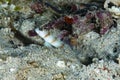 Steinitzi Shrimp-Goby Amblyeleotris steinitzi