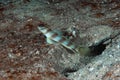 Steinitzi Shrimp-Goby Amblyeleotris steinitzi