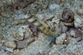 Steinitzi Shrimpgoby Amblyeleotris steinitzi