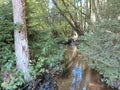 Steinklamm in the Bavarian Forest