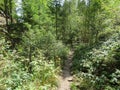 Steinklamm in the Bavarian Forest