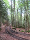 Steinklamm in the Bavarian Forest