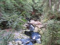 Steinklamm in the Bavarian Forest