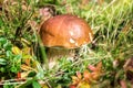 Steinpilz - Boletus mushroom Royalty Free Stock Photo