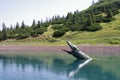 Triassic Park. A Sea Monster in the lake at The Triassic Park. Steinplatte, Austria, August 4, 2013.