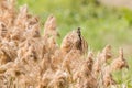 Stejneger`s Stonechat Saxicola stejnegeri with reed