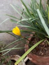 Stela de pro day lily a beautiful yellow flower