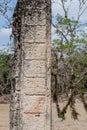 Stela with mayan hieroglyphs at the archaeological site Copan, Hondur