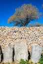 Stelae and Trees Royalty Free Stock Photo