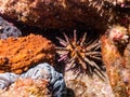 Stelite sea urchin underwater Alcatrazes