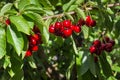 Stella cherry tree with ripe cherries hanging on branch