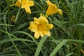 Stella D`oro Day Lily Royalty Free Stock Photo