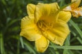 Stella D`oro Day Lily Royalty Free Stock Photo