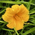 A stella d`oro daylily in a garden Royalty Free Stock Photo