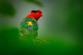 Stella`s Lorikeet, Charmosyna stellae, colourful parrot sitting on the branch, Animal in the nature habitat, green forest