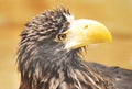 Stella Sea Eagle Royalty Free Stock Photo