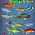 stellamorphosisquantic-multi coloured shoal of fish illustration Royalty Free Stock Photo