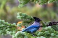 A stellar jay blue bird perched on a pine tree in Rocky Mountain National Park in Colorado Royalty Free Stock Photo