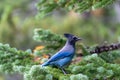 A stellar jay blue bird perched on a pine tree in Rocky Mountain National Park in Colorado Royalty Free Stock Photo