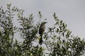 California Wildlife Series - Stellar Jay