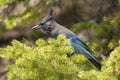 Stellar jay in fir tree Royalty Free Stock Photo