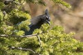 Stellar jay in fir tree Royalty Free Stock Photo