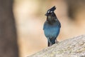 Stellar jay with golden background