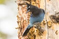 Stellar jay looking down