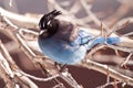 Stellar jay Royalty Free Stock Photo