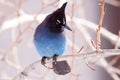 Stellar jay on a twig Royalty Free Stock Photo