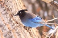 Stellar jay on twig Royalty Free Stock Photo